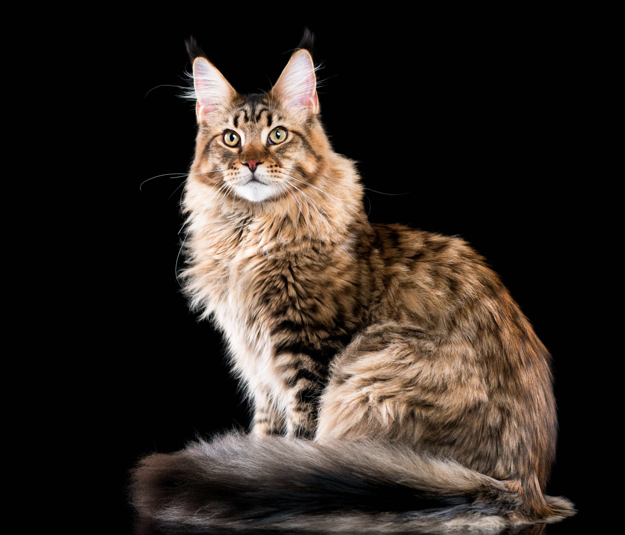 Maine coon